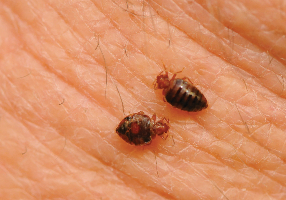Bed bugs on skin